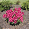 Karl Naue - Рододендрон гибридный - Rhododendron hybridum 'Karl Naue'