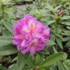 Klenová - Rhododendron hybrid - Rhododendron hybridum 'Klenová'