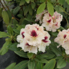 Orlik - różanecznik wielkokwiatowy - Rhododendron hybridum 'Orlik'