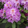 Střekov - różanecznik wielkokwiatowy - Rhododendron hybridum 'Střekov'