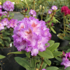 Střekov - różanecznik wielkokwiatowy - Rhododendron hybridum 'Střekov'