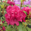 Vranov PBR - różanecznik wielkokwiatowy - Rhododendron hybridum 'Vranov' PBR