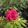 Vranov PBR - różanecznik wielkokwiatowy - Rhododendron hybridum 'Vranov' PBR