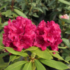 Vranov PBR - różanecznik wielkokwiatowy - Rhododendron hybridum 'Vranov' PBR