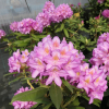 Becca - różanecznik wielkokwiatowy - Becca - Rhododendron hybridum