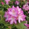 Eija - Rhododendren Hybride - Rhododendron hybridum 'Eija'