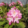 Eija - Rhododendron hybrid - Rhododendron hybridum 'Eija'