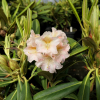 Kristian's Cute - Rhododendron hybrids - Kristian's Cute - Rhododendron hybridum