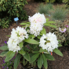 Lumotar - Rhododendron hybrid - Lumotar - Rhododendron hybridum