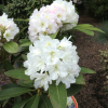 Lumotar - Rhododendren Hybride - Lumotar - Rhododendron hybridum