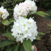 Lumotar - różanecznik wielkokwiatowy - Lumotar - Rhododendron hybridum