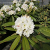 Lumotar - Rhododendron hybrid - Lumotar - Rhododendron hybridum