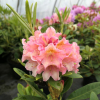 Merja - Rhododendron Hybride - Merja - Rhododendron hybridum