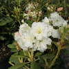 Nikodemus - Rhododendron Hybride - Nikodemus - Rhododendron hybridum