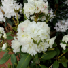 Nikodemus - Rhododendron Hybride - Nikodemus - Rhododendron hybridum