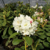 Nikodemus - Rhododendron Hybride - Nikodemus - Rhododendron hybridum