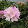 Ritva - różanecznik wielkokwiatowy - Ritva - Rhododendron hybridum