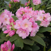 Ritva - Rhododendron Hybride - Ritva - Rhododendron hybridum