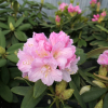 Ritva - Rhododendron Hybride - Ritva - Rhododendron hybridum