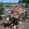 Cecile - Azalee - Cecile - Rhododendron (Azalea)