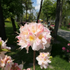 Satomi - Azalia wielkokwiatowa - Satomi - Rhododendron (Azalea)