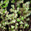 Aino PBR - Heidelbeere - Aino PBR - Vaccinium  angustifolium x Vaccinium corymbosum