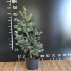 Abies holophylla - jodła mandżurska - Abies holophylla