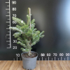 Abies x arnoldiana  'Jan Pawel II' - Arnolds Tanne - Abies x arnoldiana  'Jan Pawel II' ; Abies koreana x Abies veitchii