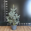 Picea pungens 'Globosa Argentea' - Eль колючая - Picea pungens 'Globosa Argentea'