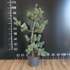 Pinus parviflora 'Schoon's Bonsai' - Cосна мелкоцветковая - Pinus parviflora 'Schoon's Bonsai'