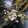 Sorbus koehneana - Weißfrüchtige Eberesche - Sorbus koehneana