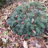 Abies koreana 'Tundra' - Пихта корейская - Abies koreana 'Tundra'