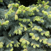 Abies lasiocarpa 'Compacta' - Alpine Fir - Abies lasiocarpa 'Compacta' ; Abies arizonica 'Compacta'