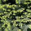 Abies lasiocarpa 'Compacta' - Alpine Fir - Abies lasiocarpa 'Compacta' ; Abies arizonica 'Compacta'