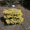 Abies nordmanniana 'Golden Spreader' - Nordmann fir - Abies nordmanniana 'Golden Spreader'