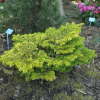 Abies nordmanniana 'Golden Spreader' - Nordmanns Tanne - Abies nordmanniana 'Golden Spreader'