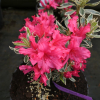 Silver Sword - Japanese azalea - Silver Sword - Rhododendron