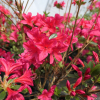 Kroměříž PBR - Japanese azalea - Kroměříž PBR - Rhododendron