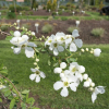 Exochorda racemosa 'The Bride' - obiela groniasta - Exochorda racemosa 'The Bride'