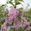 Prunus serrulata 'Kiku-shidare-zakura' - wiśnia piłkowana ; wiśnia japońska - Prunus serrulata 'Kiku-shidare-zakura'
