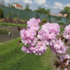 Prunus serrulata 'Royal Burgundy' - Japanese Flowering Cherry - Prunus serrulata 'Royal Burgundy'