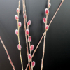Salix gracilistyla 'Mt. Aso' - rose pink pussy willow - Salix gracilistyla 'Mt. Aso'