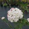 Viburnum carlcephalum - kalina angielska - Viburnum carlcephalum