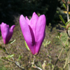 Betty - Magnolie - Magnolia Betty ; Magnolia liliiflora 'Betty'