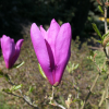 Betty - magnolia - Magnolia Betty ; Magnolia liliiflora 'Betty'