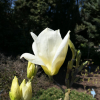 YELLOW RIVER - 'Fei Huang' - magnolia naga - Magnolia denudata 'Fei Huang' ; Magnolia denudata YELLOW RIVER