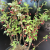 Elaeagnus multiflora 'Sweet Scarlet' - Лох многоцветковый - Elaeagnus multiflora 'Sweet Scarlet'