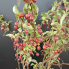 Elaeagnus multiflora 'Sweet Scarlet' - Лох многоцветковый - Elaeagnus multiflora 'Sweet Scarlet'