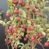 Elaeagnus multiflora 'Sweet Scarlet' - Лох многоцветковый - Elaeagnus multiflora 'Sweet Scarlet'