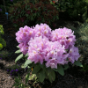 Late Kiss - Rhododendron hybrids - Late Kiss - Rhododendron hybridum